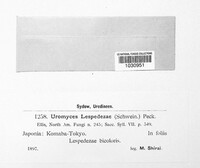 Uromyces lespedezae image